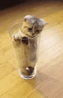 cute cat glass stuck daww cute cat glass stuck daww