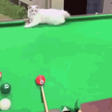 cat cats catsoftheinternet cat pool pool