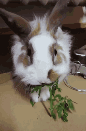 Bunny Cappuccino Bunny GIF - Bunny Cappuccino Bunny Eat - Discover ...