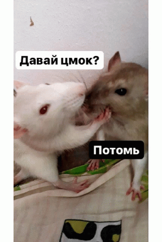 kiss-mouse.gif