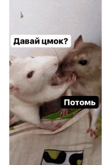 Kiss Mouse GIF - Kiss Mouse Mice GIFs