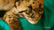 Licking Self Snow Leopard Day GIF - Licking Self Snow Leopard Day Indias Wild Leopards GIFs