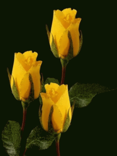 Yellow Flowers GIF - Yellow Flowers - Discover &amp; Share GIFs
