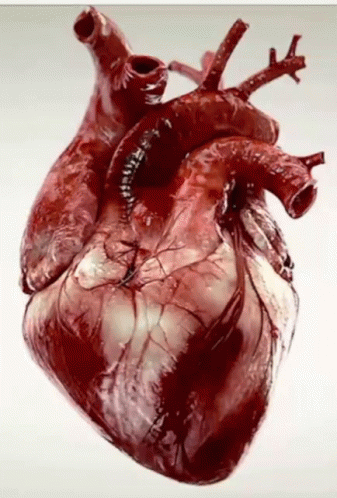 Heart Corazon GIF - Heart Corazon Heartbeat - Descubre & Comparte GIFs