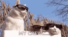 cats cool sunglasses my crew swag