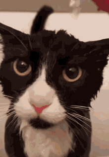 Cat Death Stare GIF - Cat Death Stare GIFs