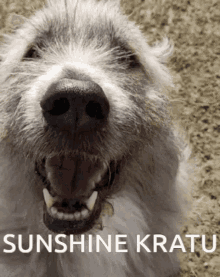 Kratu Sunshine GIF - Kratu Sunshine GIFs