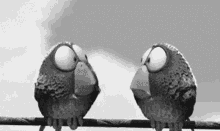 black and white shocked surprised birds laughing