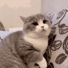 Dimden Cat GIF - Dimden Cat Cute Cat GIFs