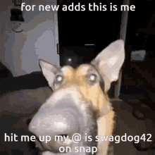 Swag Dog Swagdog Swagdog42 GIF - Swag Dog Swagdog Swagdog42 GIFs