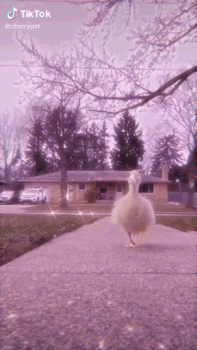 duck cute duckling waddle tiktok