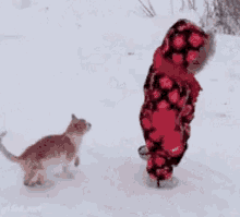 Funny Animals Cats GIF - Funny Animals Cats Take Down GIFs