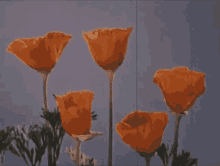 flowers bloom flowers bloom