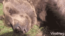 Bear Sleepy Bear GIF - Bear Sleepy Bear Cuddle GIFs
