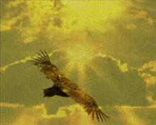 Condors Fly GIF - Condors Fly Bird GIFs
