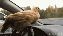 chickens funny chicken driving