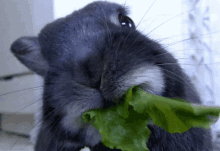Eat Bunny GIF - Eat Bunny Rabbit GIFs