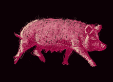 Pig Run GIF - Pig Run Animal GIFs