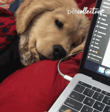 Dont Touch It The Pet Collective GIF - Dont Touch It The Pet Collective Stop GIFs