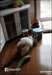 Salatalık GIF - Salatalik Kedi Korkmak GIFs