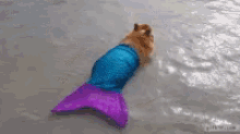 Corgi Mer Dog Swimming GIF - Corgi Mer Dog Swimming GIFs