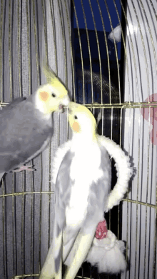 cockatiels birds kiss