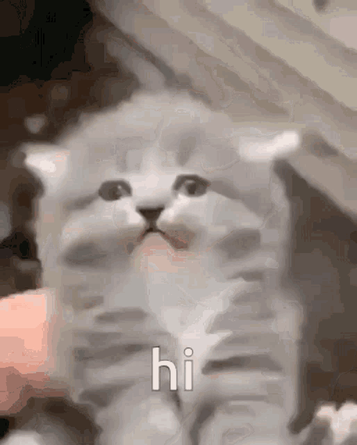 Cat Kitten GIF Cat Kitten Scream Discover & Share GIFs