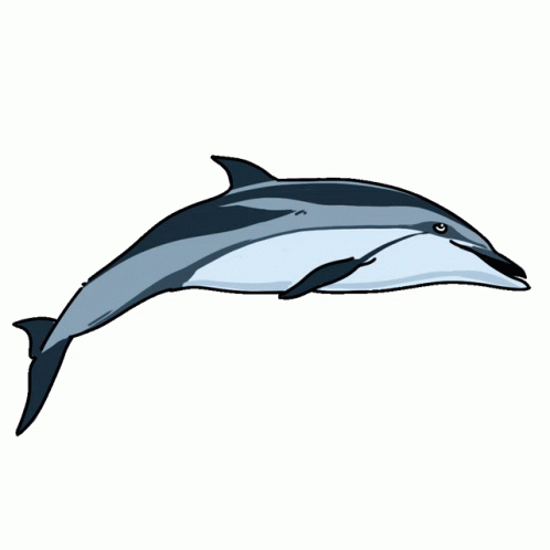 where is the sd for dolphin on mac