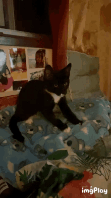 Ponk Cat GIF - Ponk Cat Cat Kneading GIFs