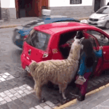 Llama Taxi GIF - Llama Taxi Alpaca GIFs