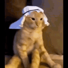 Gato Arabe GIF - Gato Arabe GIFs