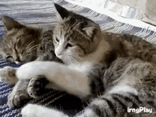 Funny Animals Cats GIF - Funny Animals Cats Cuddle GIFs