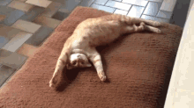 This Is Mine Now GIF - Dog Cat Bed GIFs