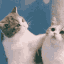 Palpatines Law Bald Cat Licking GIF - Palpatines Law Bald Cat Licking GIFs