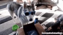 Gone To The Snow Dogs Gttsd GIF - Gone To The Snow Dogs Gttsd Boss GIFs