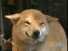Dog Guilty GIF - Dog Guilty Smile GIFs
