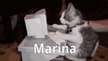 marina cat typing