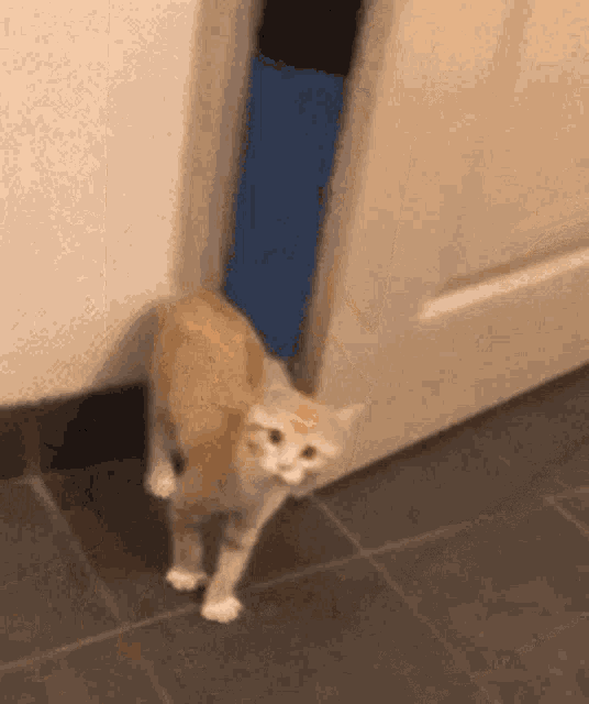 Scared Cat GIFs | Tenor