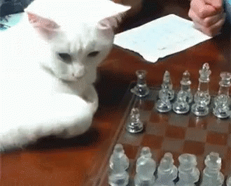 [Image: cat-chess.gif]