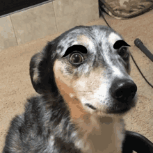 Eyebrow Dog GIF - Eyebrow Dog Cute GIFs