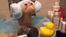 Funny Animals Cats GIF - Funny Animals Cats Shower GIFs