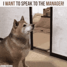 Speak To The Manager Shiba GIF - Speak To The Manager Manager Shiba GIFs