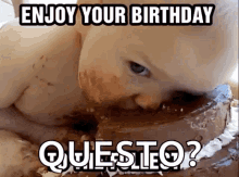 birthday baby cake eating pigging out birthday baby cake eating pigging out