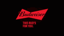 buddy budweiser beer
