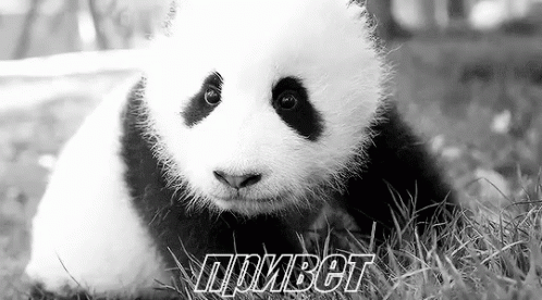 медведь медвежонок привет панда GIF - Bear Bear Cub Hey - Discover ...