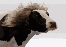 beauty cows national cow appreciation day long hair
