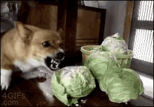 Cabbage Dog GIF - Cabbage Dog Doge GIFs