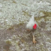 Fly Angry GIF - Fly Angry Chicken GIFs