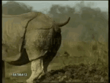 Poop Rhino GIF - Poop Rhino GIFs