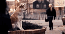 ストイック 待ってる 忠犬ハチ公 可愛い犬 柴犬 しば犬 GIF - Hachiko Shibaken Shiba Dog GIFs